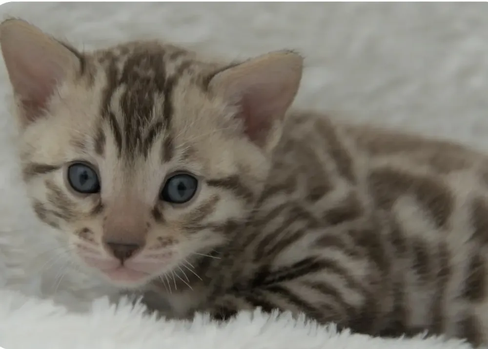 bengal (5)