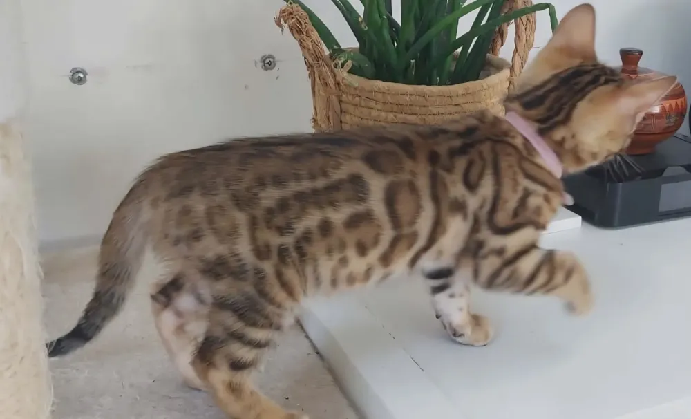 bengal (1)