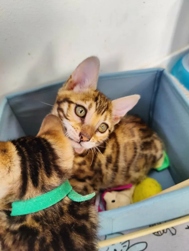 bengal (2)