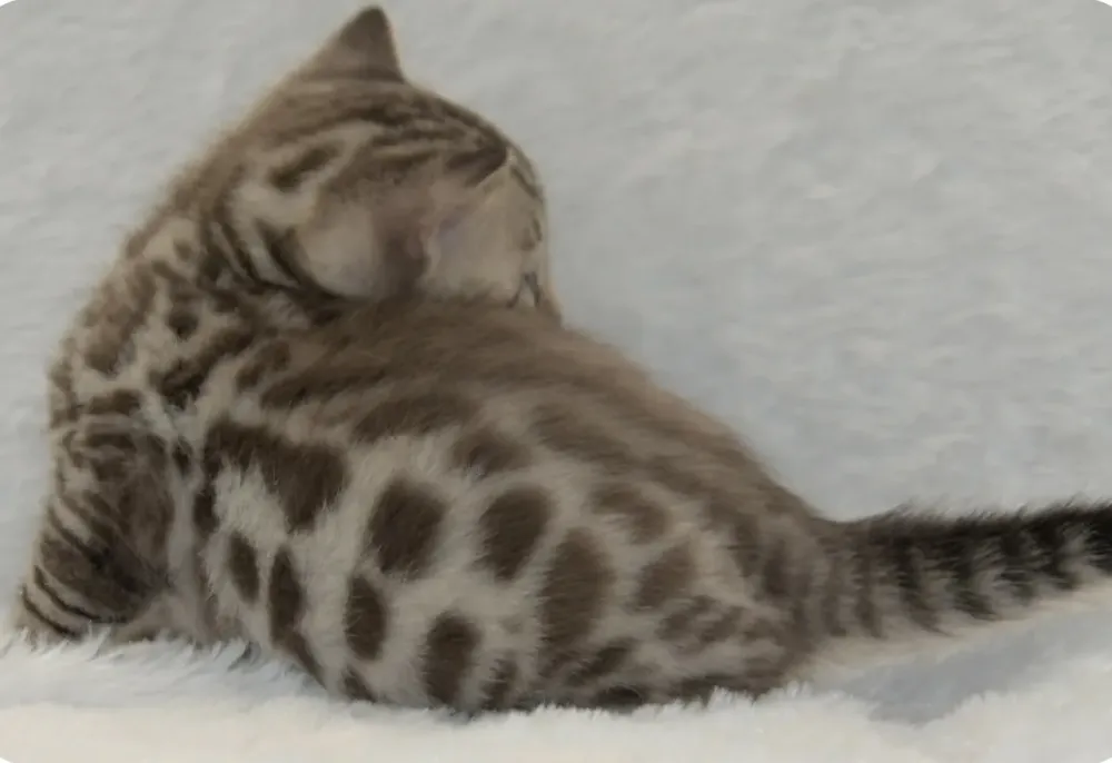 bengal (4)