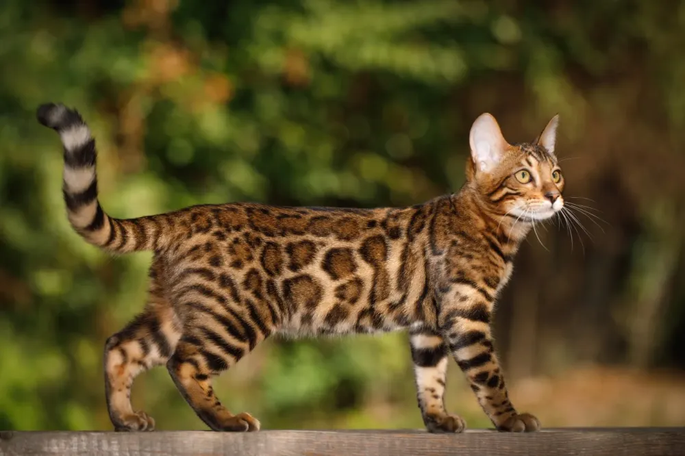Élevage familial Bengal à Saint-Vougay