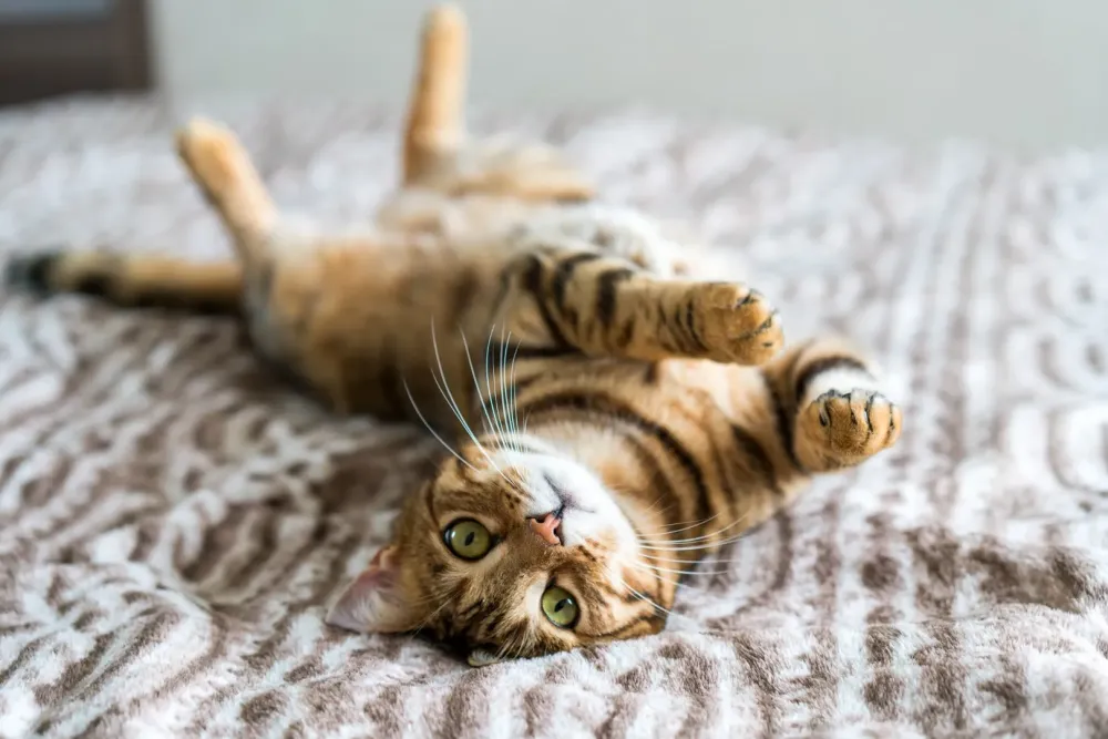 Chat Bengal à adopter à Saint-Vougay