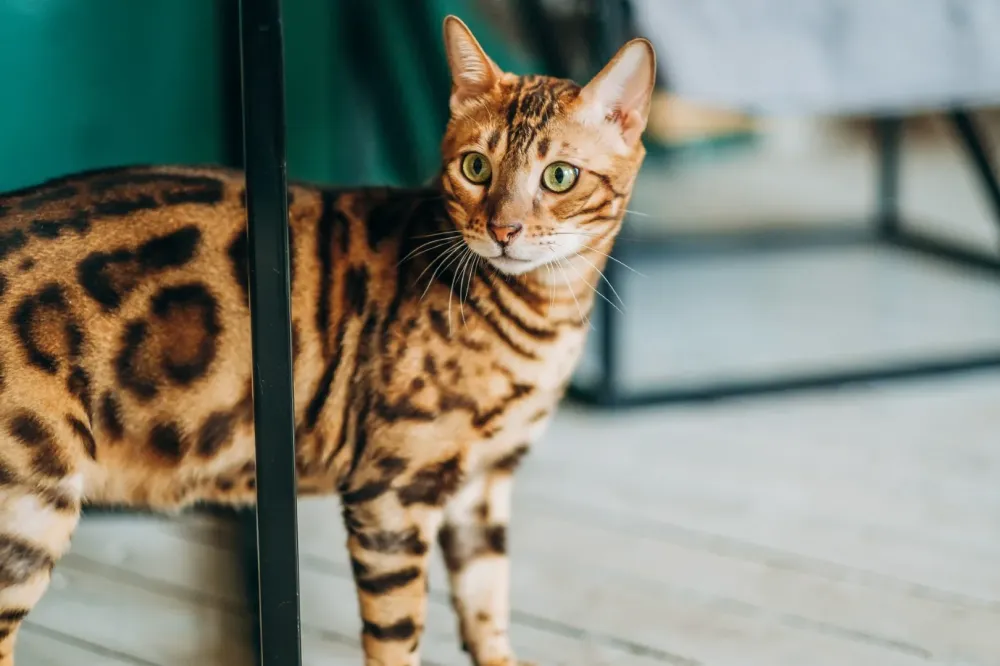 Élevage chats Bengal à Saint-Vougay